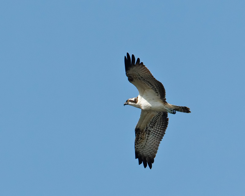 Pandion haliaetus Visarend Osprey
